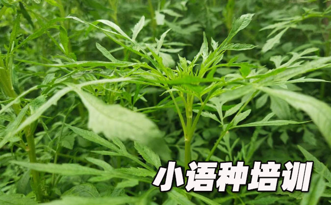 苏州平江区欧风培训中心怎么样